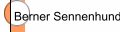 Berner Sennenhunde